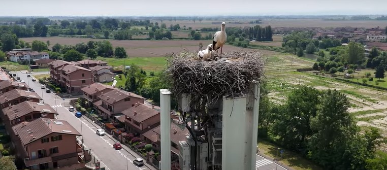 INWIT’s Storks 2025