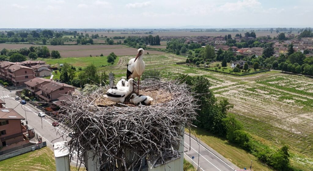 Le cicogne di INWIT 2025