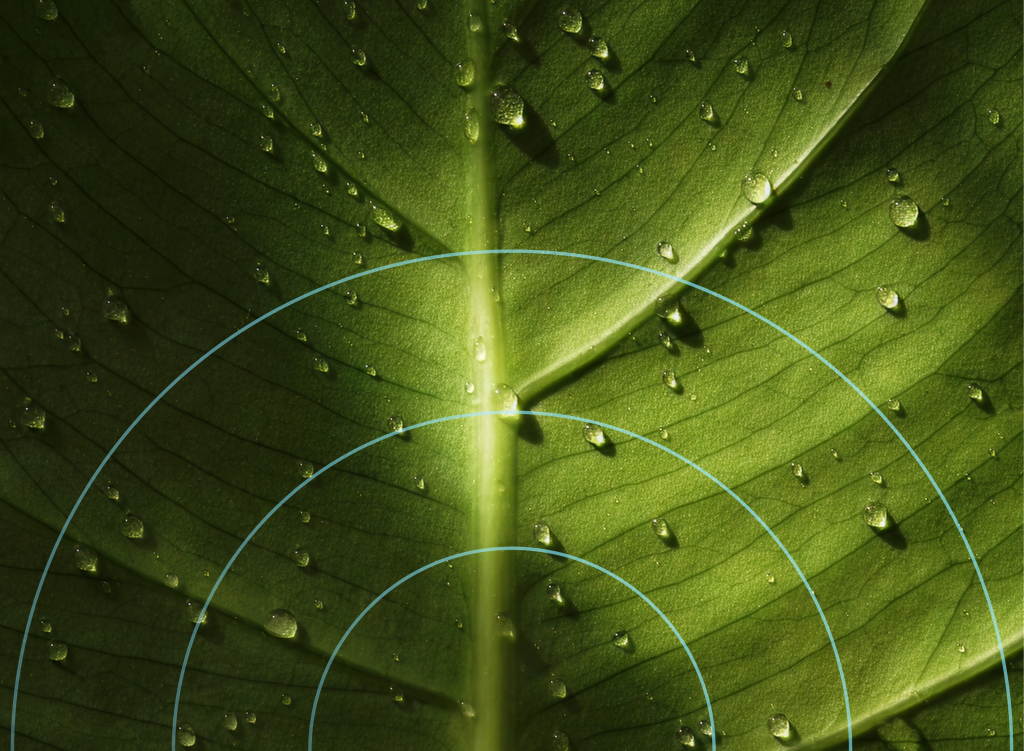 Foglia verde con gocce d'acqua e cerchi concentrici sovrapposti, a evocare un segnale di propagazione